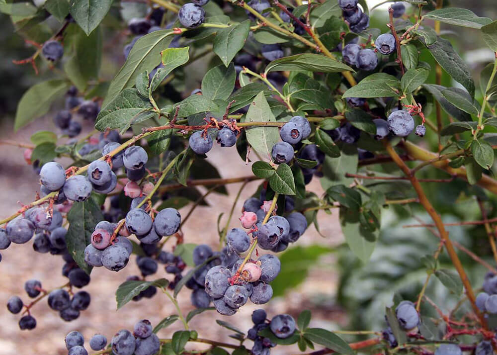 Blueberry bush showing fruit hanging on stems